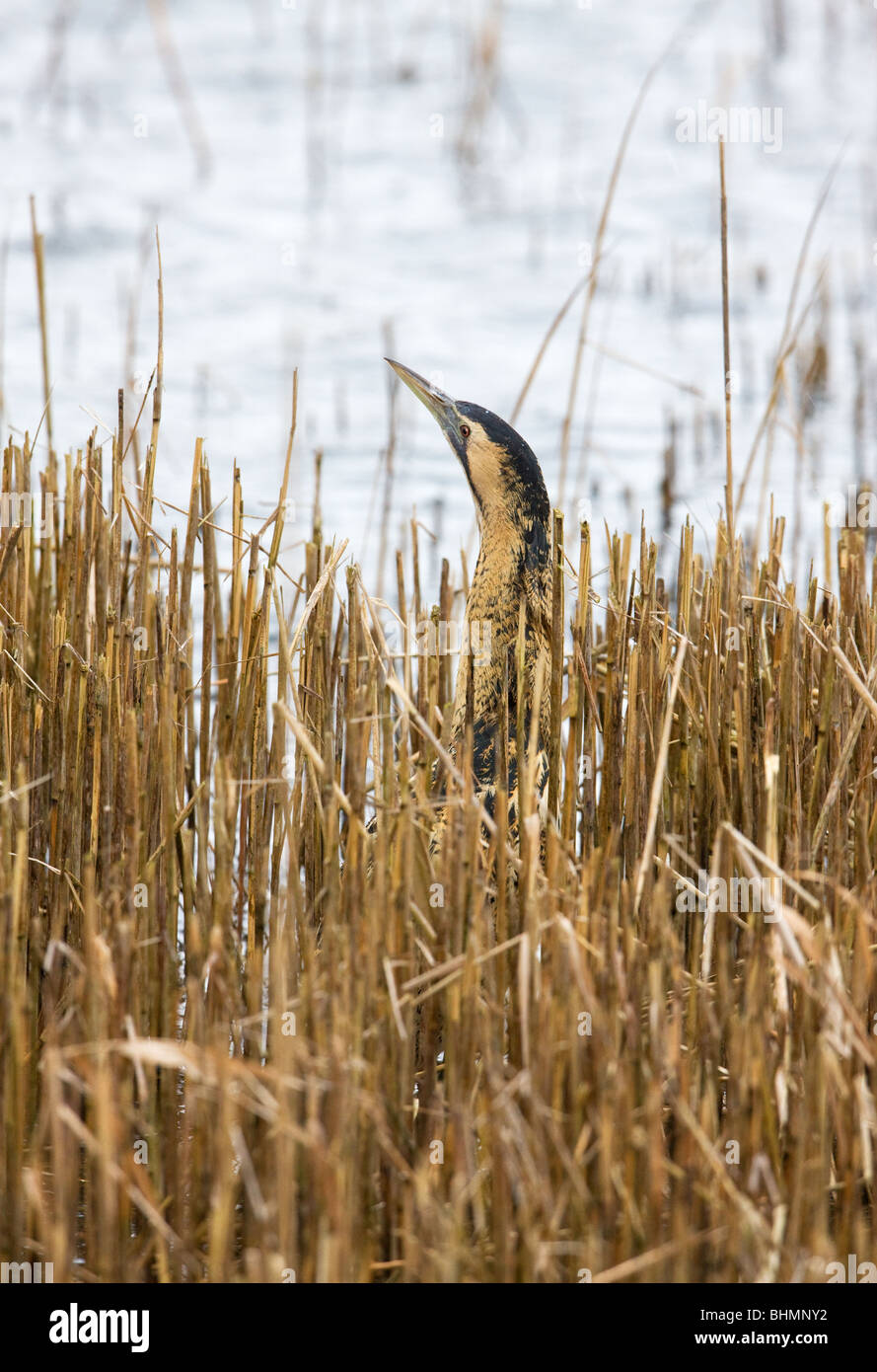 Tarabuso Botaurus stellaris pesca adulti in letto reed Foto Stock