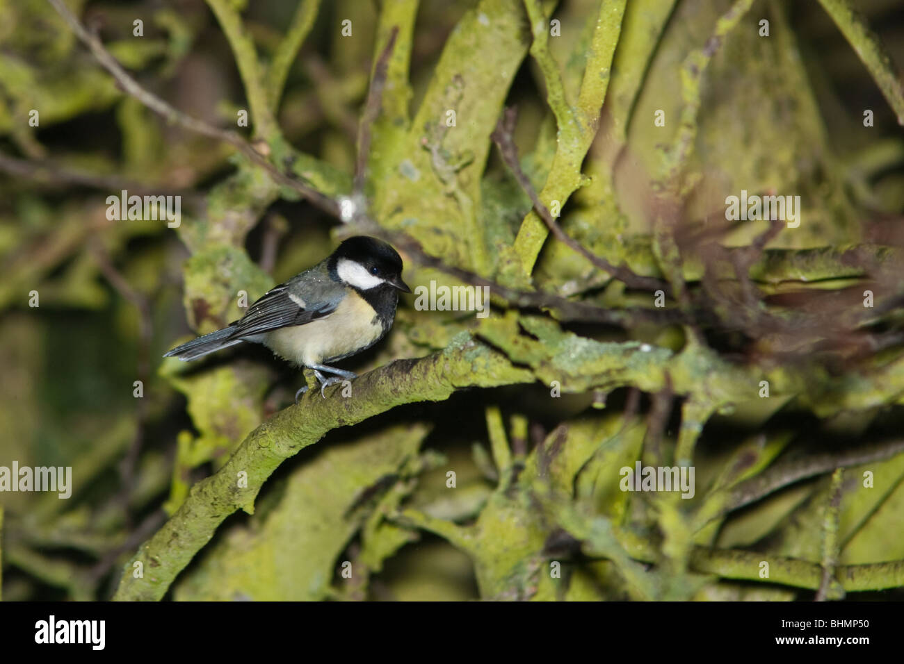 Cinciallegra con gocce di pioggia Foto Stock