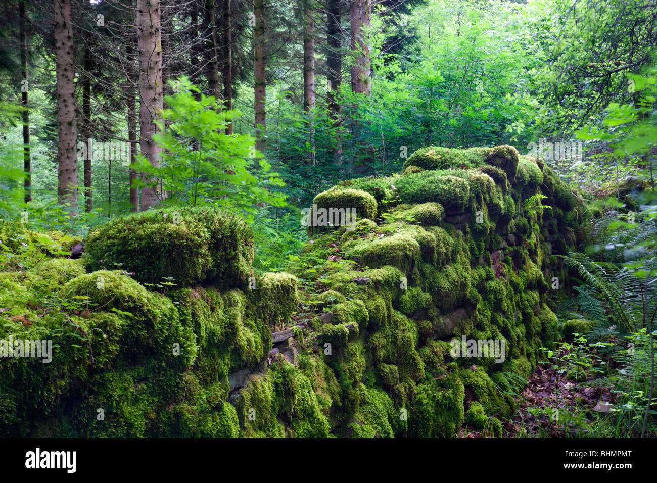 Moss rimane coperto di un asciutto muro di pietra in un bosco, Parco Nazionale di Brecon Beacons, Powys, Wales, Regno Unito. In estate (Luglio) 2009 Foto Stock