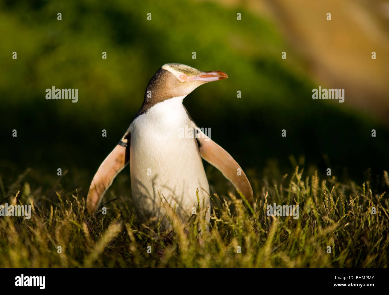 Giallo Eyed Penguin, Katiki punto, Otago, Isola del Sud, Nuova Zelanda Foto Stock