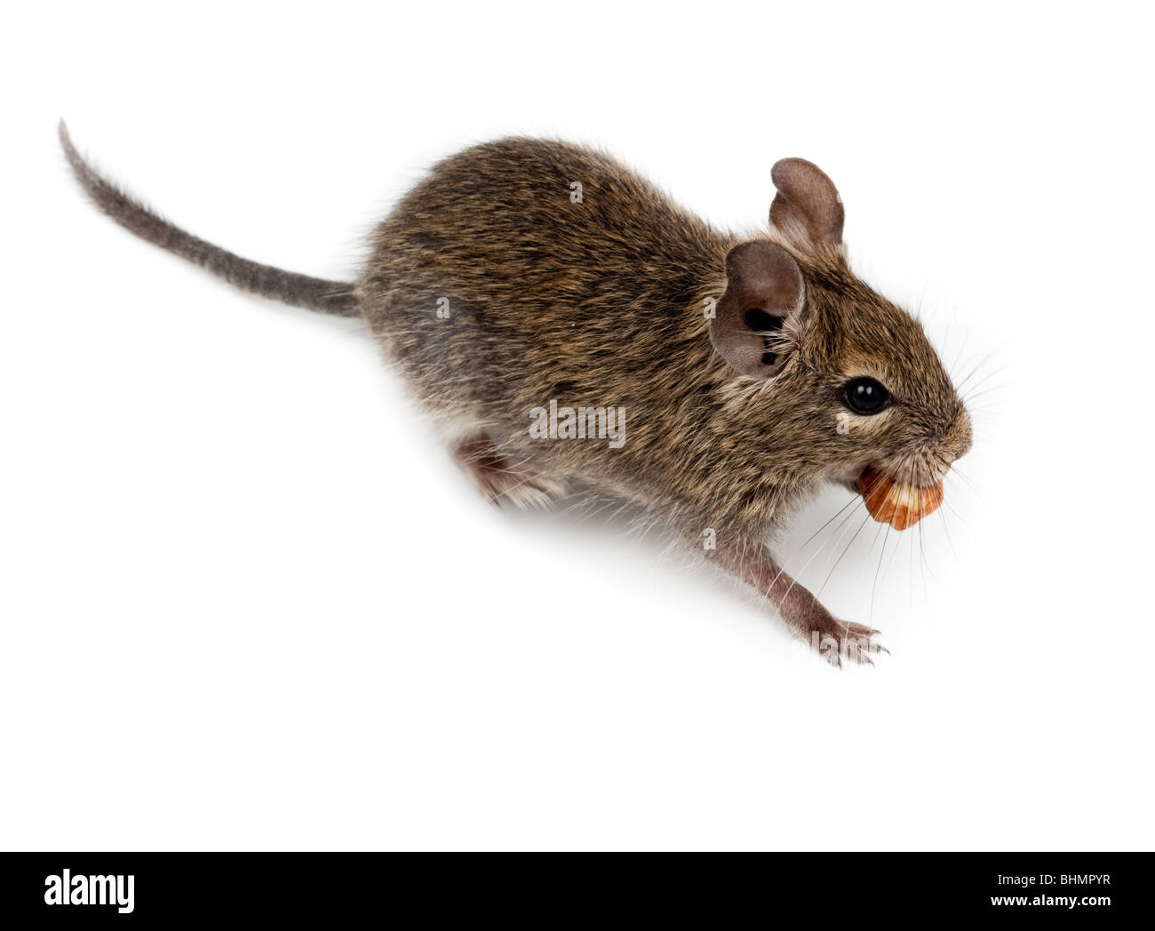 Degu comune o Brush-Tailed ratto (Octodon degus) in studio contro uno sfondo bianco. Foto Stock