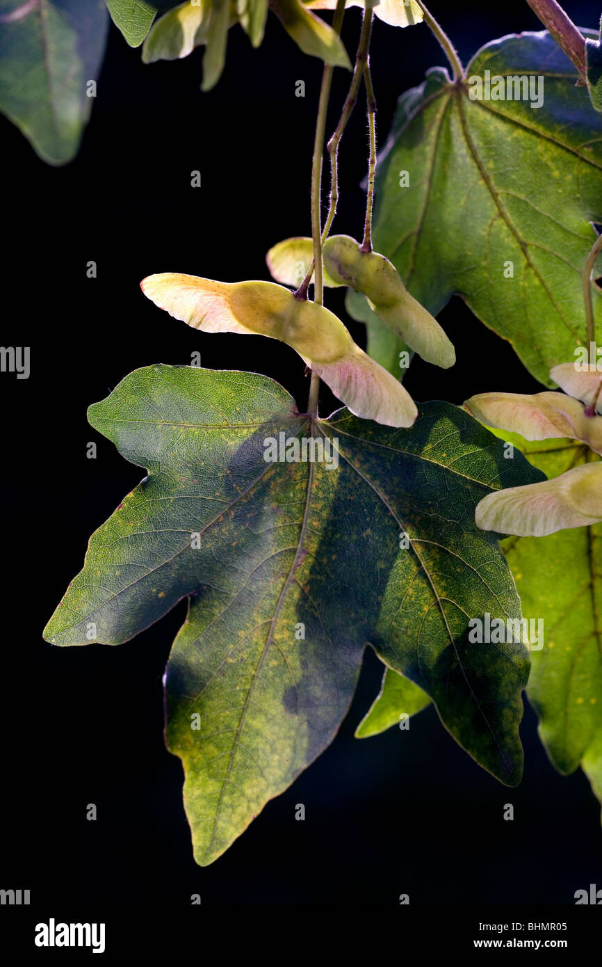 Acero campestre / Hedge Maple (Acer campestre) con frutta, Belgio Foto Stock