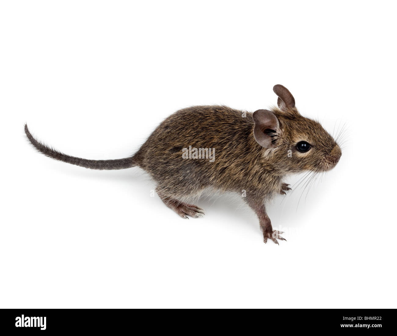 Degu comune o Brush-Tailed ratto (Octodon degus) in studio contro uno sfondo bianco. Foto Stock
