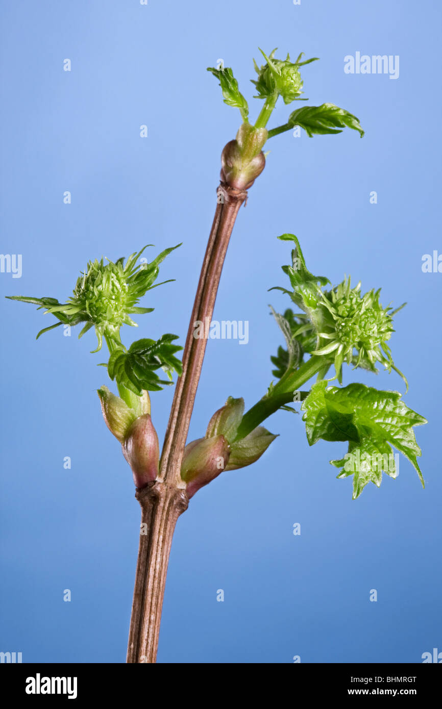 Viburno Rose / acqua Elder / crampi corteccia / Snowbell Tree (Viburnum opulus) gemme con nuove foglie, Belgio Foto Stock