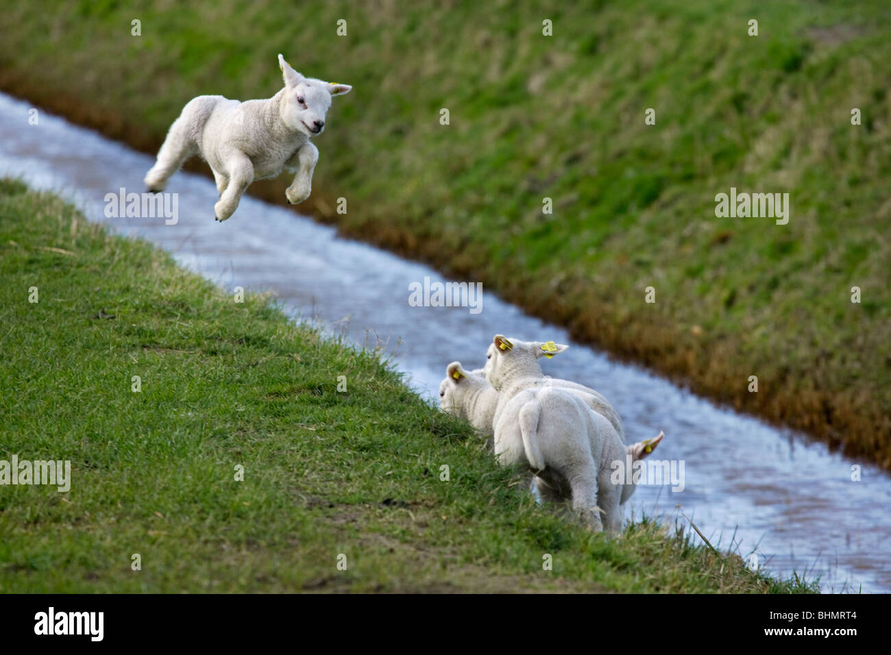 Texel domestiche ovina (Ovis aries) agnelli a saltare e giocare nel prato, Paesi Bassi Foto Stock