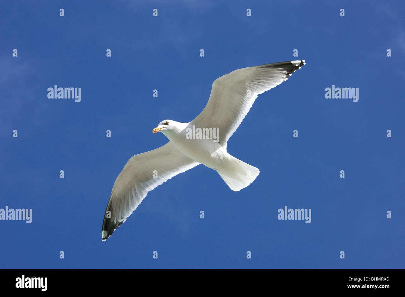 Aringa gabbiano (Larus argentatus) in volo contro il cielo blu Foto Stock