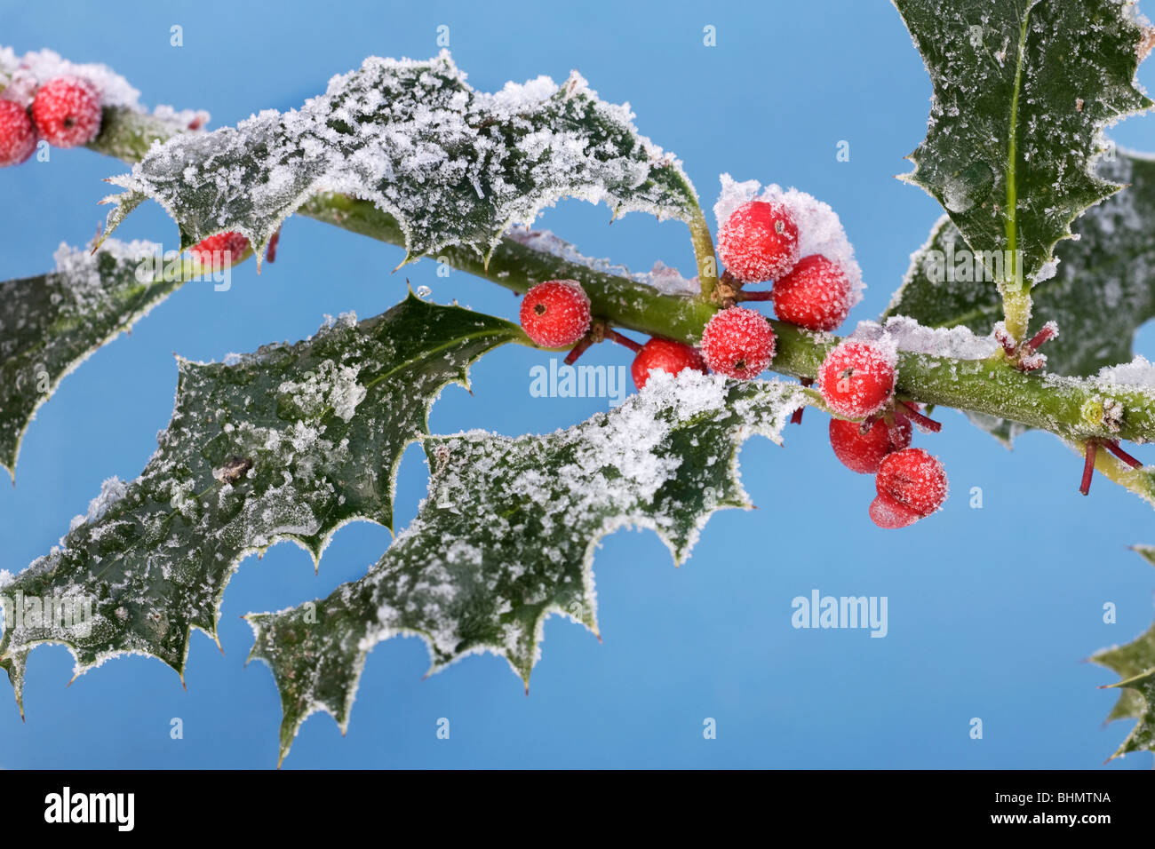 Unione Holly (Ilex aquifolium) Bacche rosse e le foglie nella neve in inverno Foto Stock