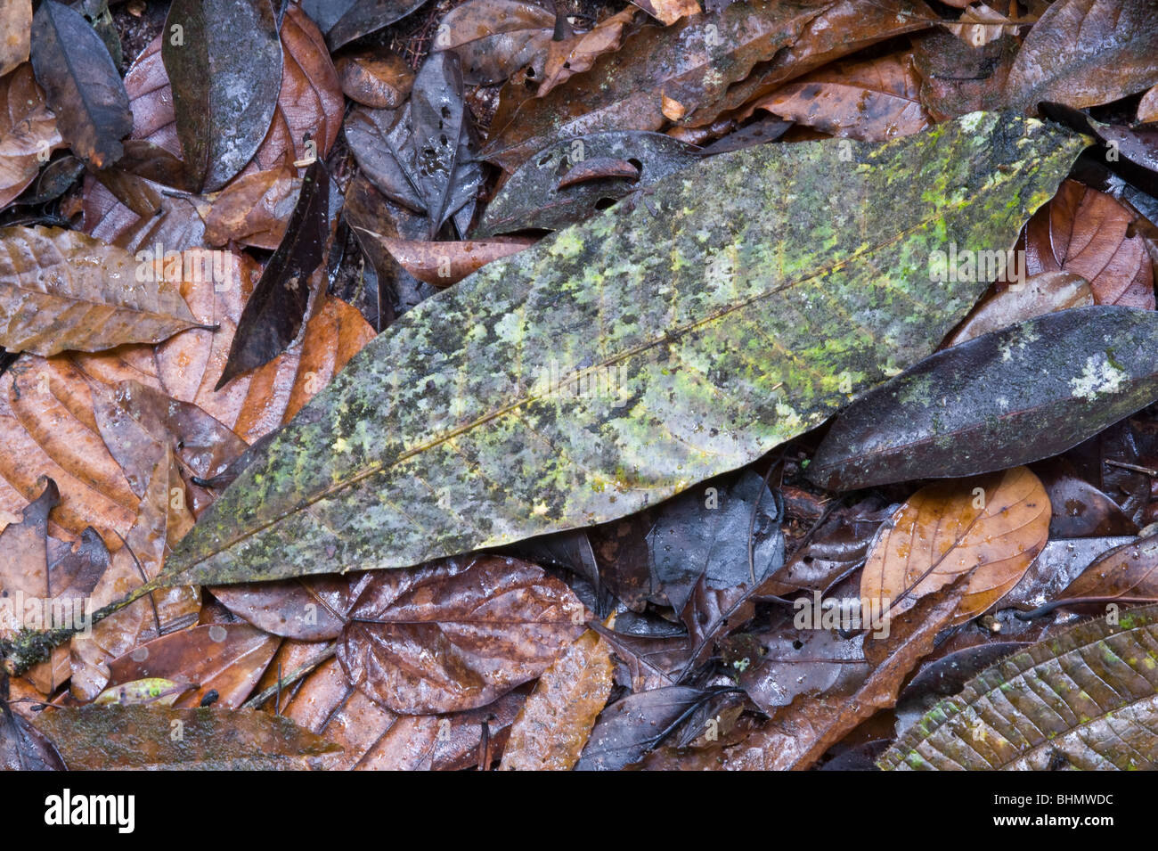 Il suolo della foresta pluviale coperta in caduta foglie Kaieteur Parco Nazionale scudo della Guiana Guyana Sud America Ottobre Foto Stock