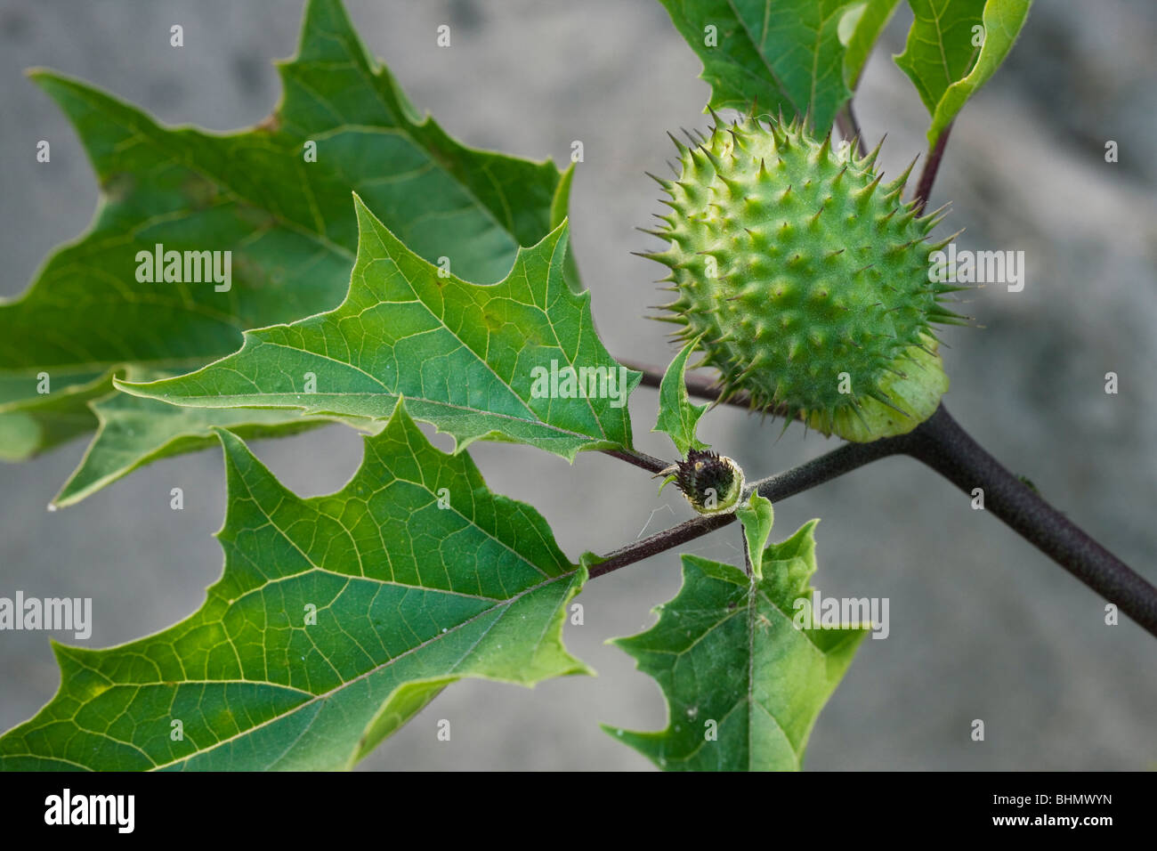 Thorn Apple / Jimson Weed / Datura (Datura stramonium) capsule spinoso Foto Stock
