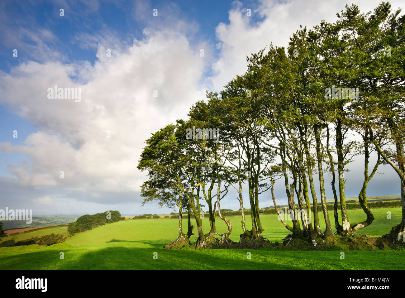 Exmoor beech hedge in un campo, il Parco Nazionale di Exmoor, Devon, Inghilterra, Regno Unito. In estate (Luglio) 2009 Foto Stock