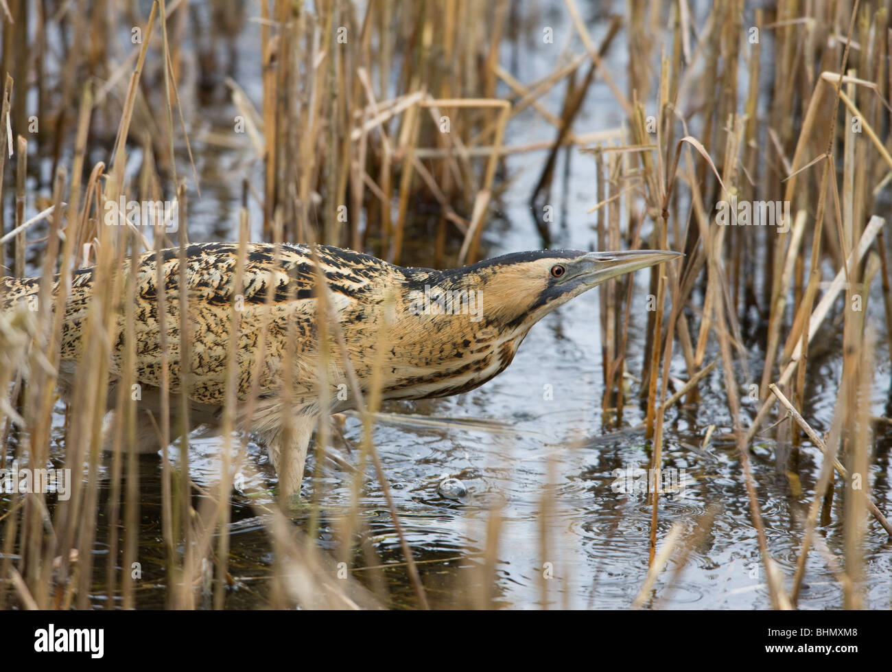 Tarabuso Botaurus stellaris pesca adulti in letto reed Foto Stock