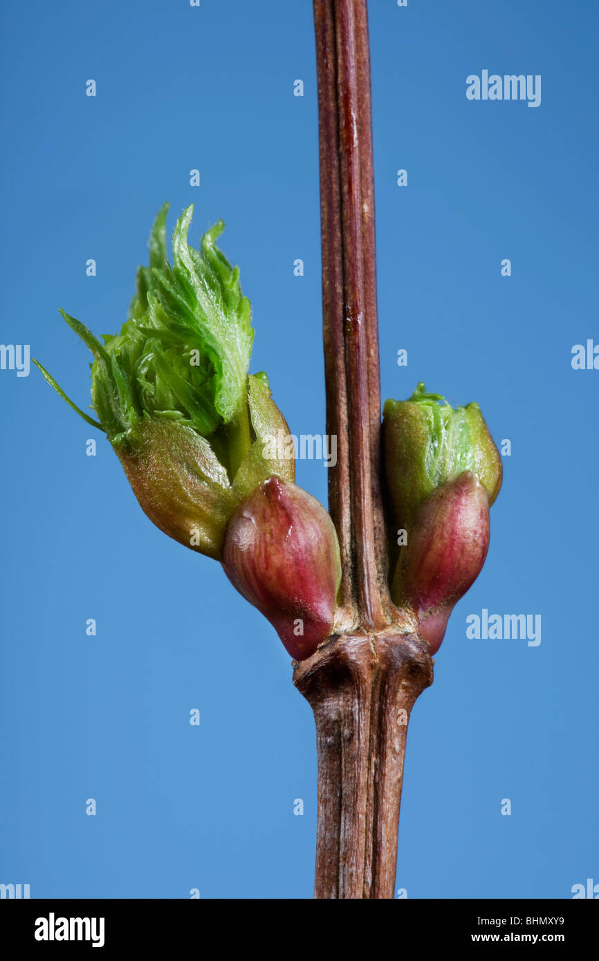 Comune di tiglio (Tilia vulgaris) bud e foglia emergenti, Belgio Foto Stock