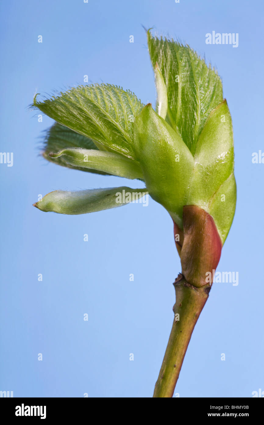 Comune di tiglio (Tilia vulgaris) bud e foglia emergenti, Belgio Foto Stock
