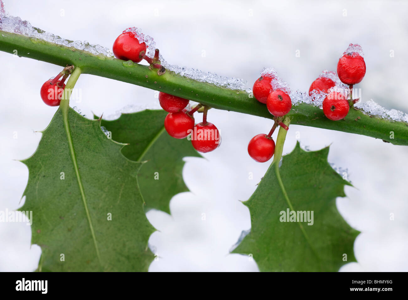 Unione Holly (Ilex aquifolium) Bacche rosse e le foglie nella neve in inverno Foto Stock