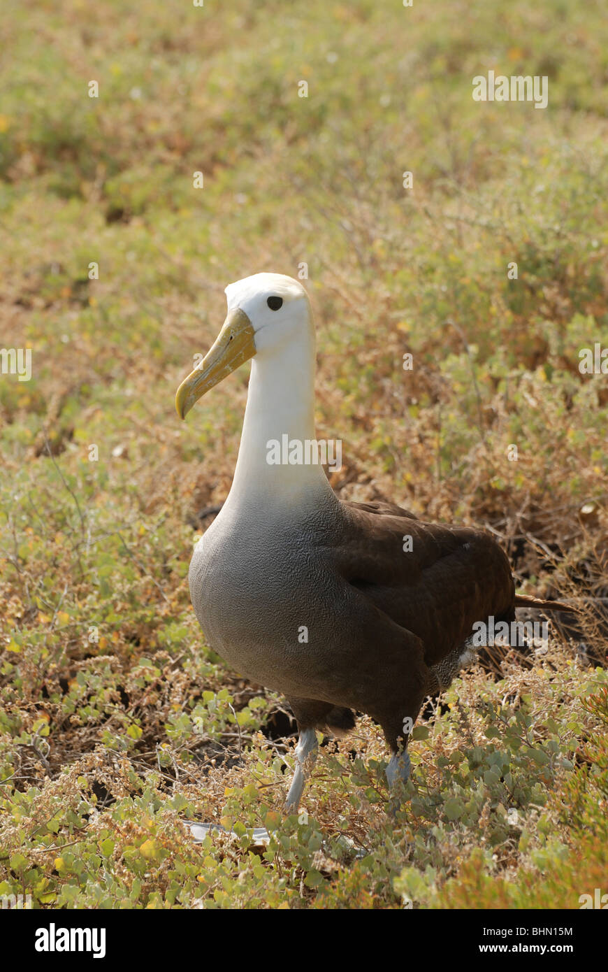 Albatro ondulata ( Phoebastria irrorata ) su Isla Espanola delle Isole Galapagos nell'Oceano Pacifico Foto Stock