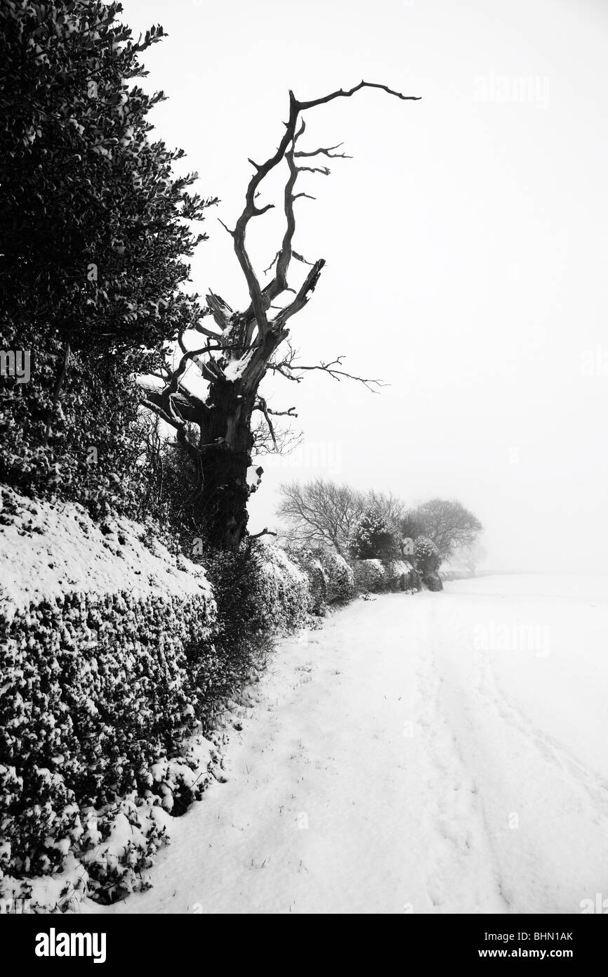 Sinister cercando morti quercia,Nottinghamshire, Regno Unito Foto Stock
