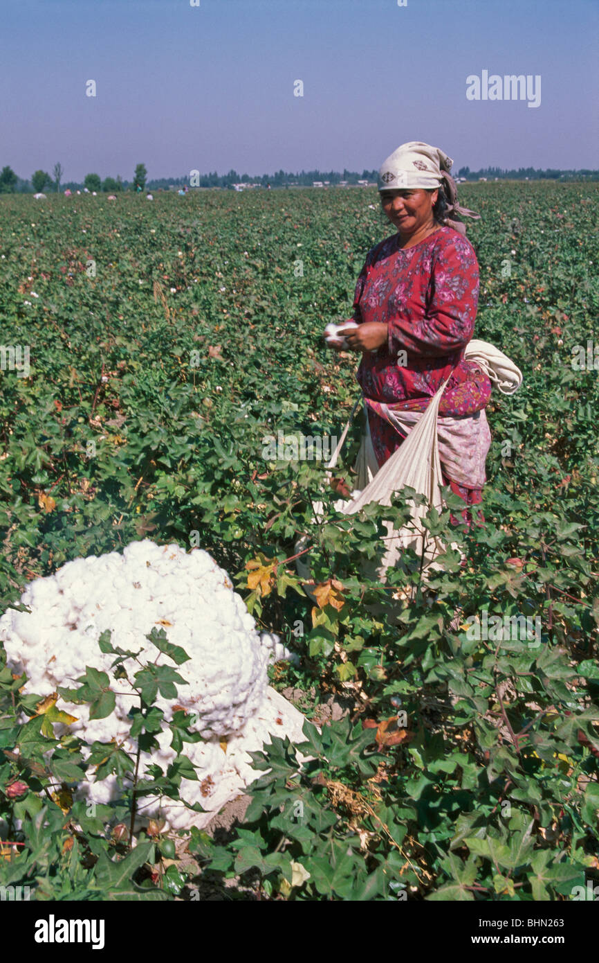 Uzbek donna famosa raccolta di fibra lunga cotone in Valle di Ferghana, Ferghana, Uzbekistan Foto Stock