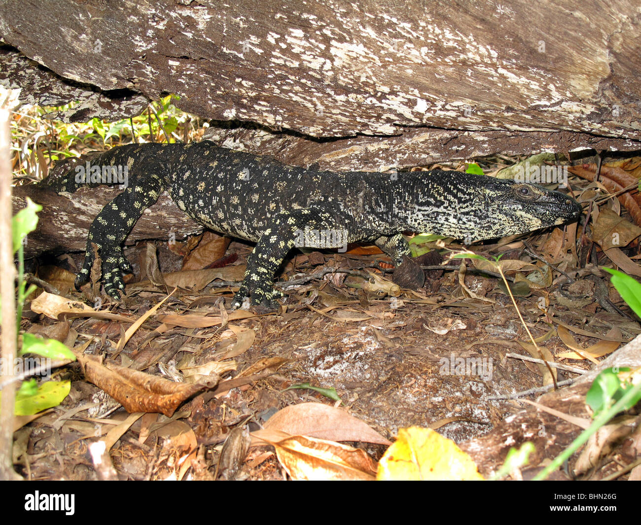Goulds sabbia Monitor, Varanus gouldii Foto Stock