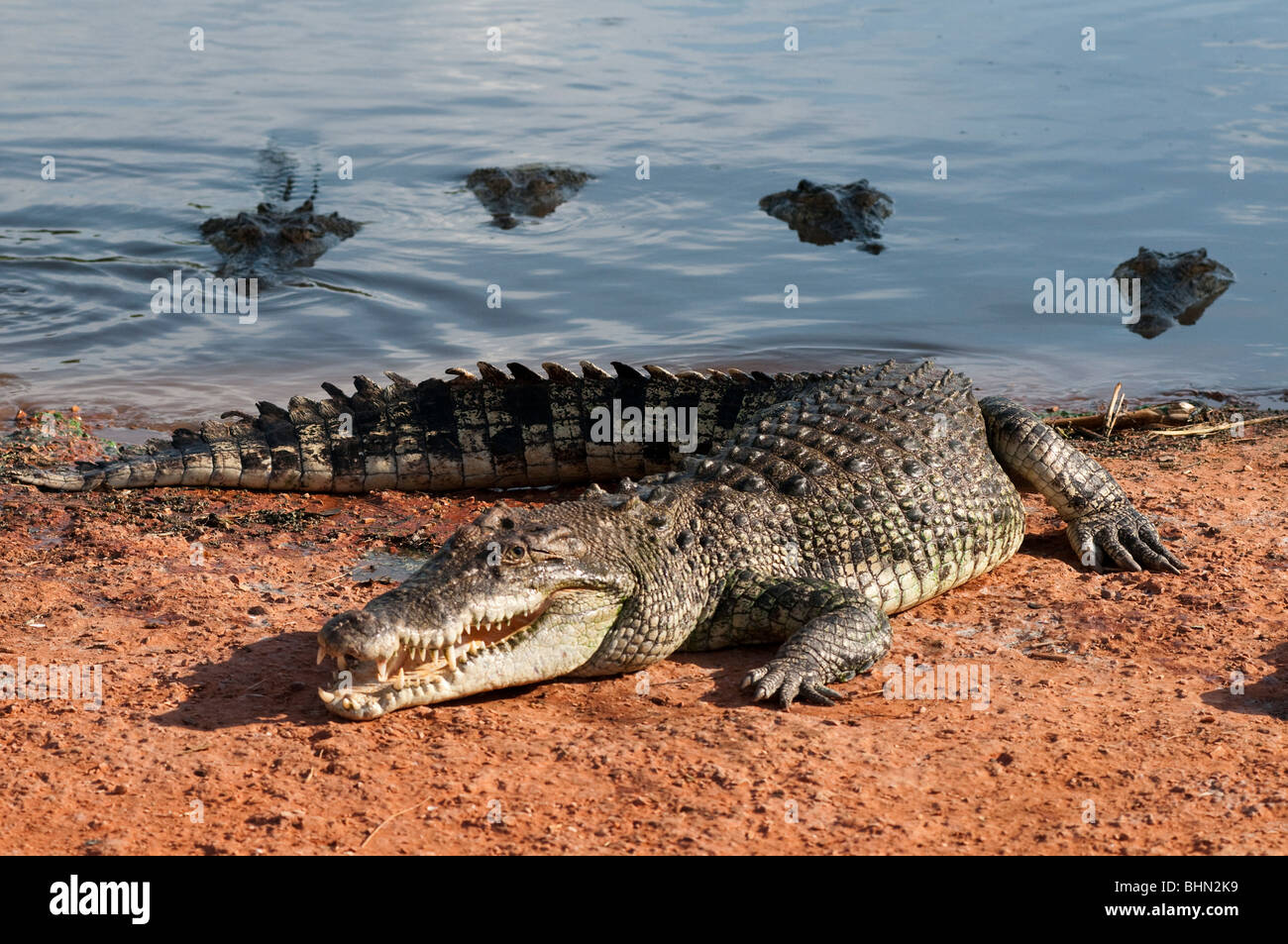 Maschio australiano coccodrillo di acqua salata in attesa di essere alimentato con il suo harem di femmine in background Foto Stock