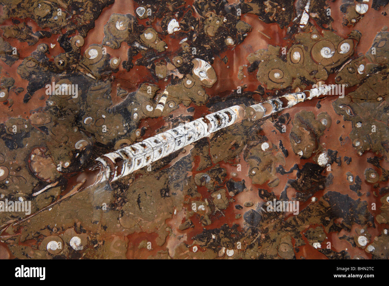 Dettaglio di belemnite fossile di fossili di fabbrica di trasformazione in Marocco, Africa del Nord Foto Stock
