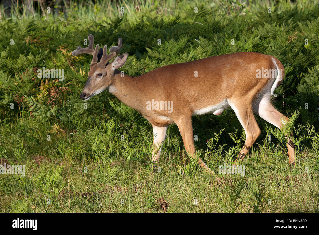 White-tailed deer Foto Stock