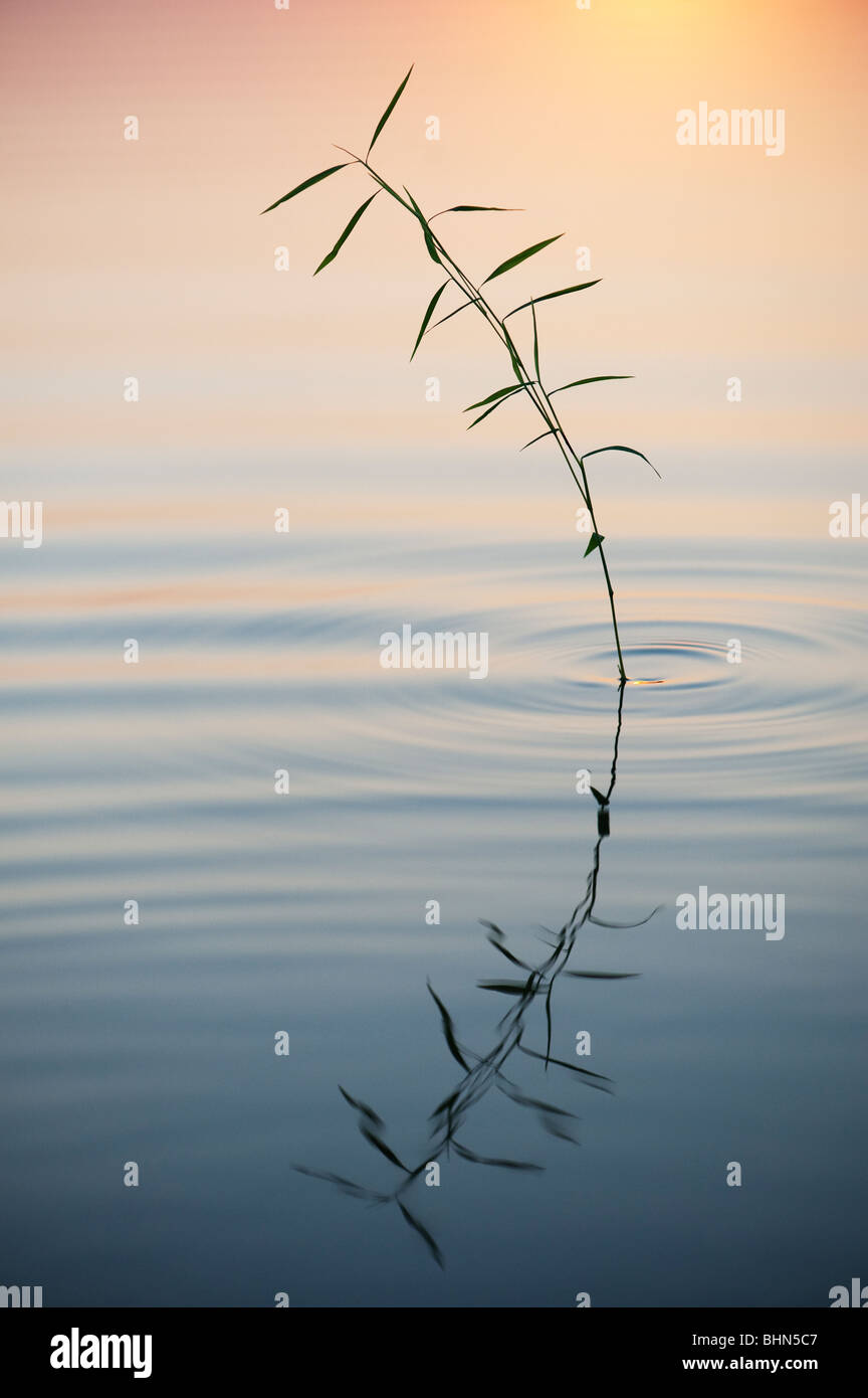 Erba di bambù che riflette ancora in una piscina all'alba in India Foto Stock