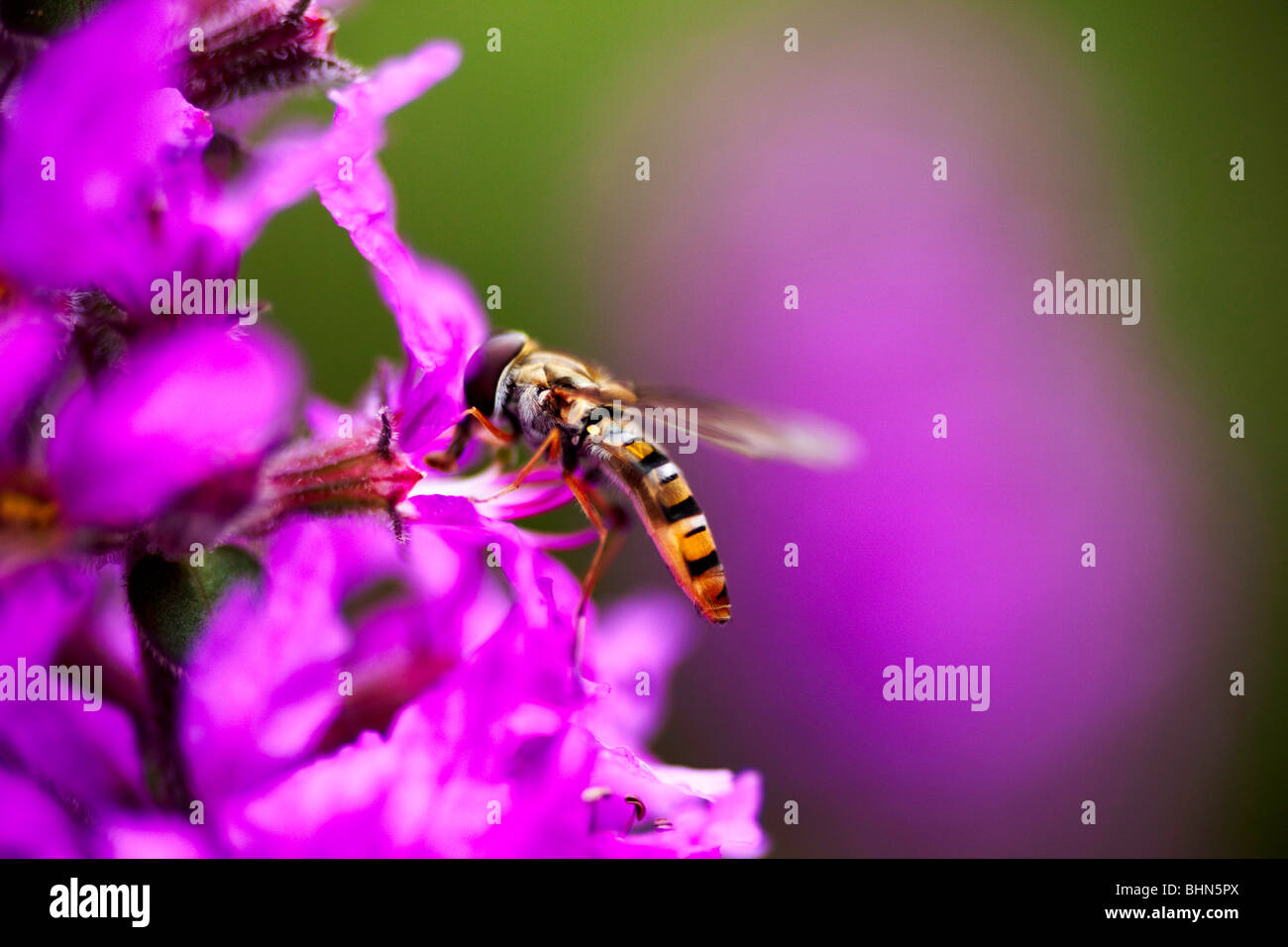 Hover volare sul fiore Foto Stock