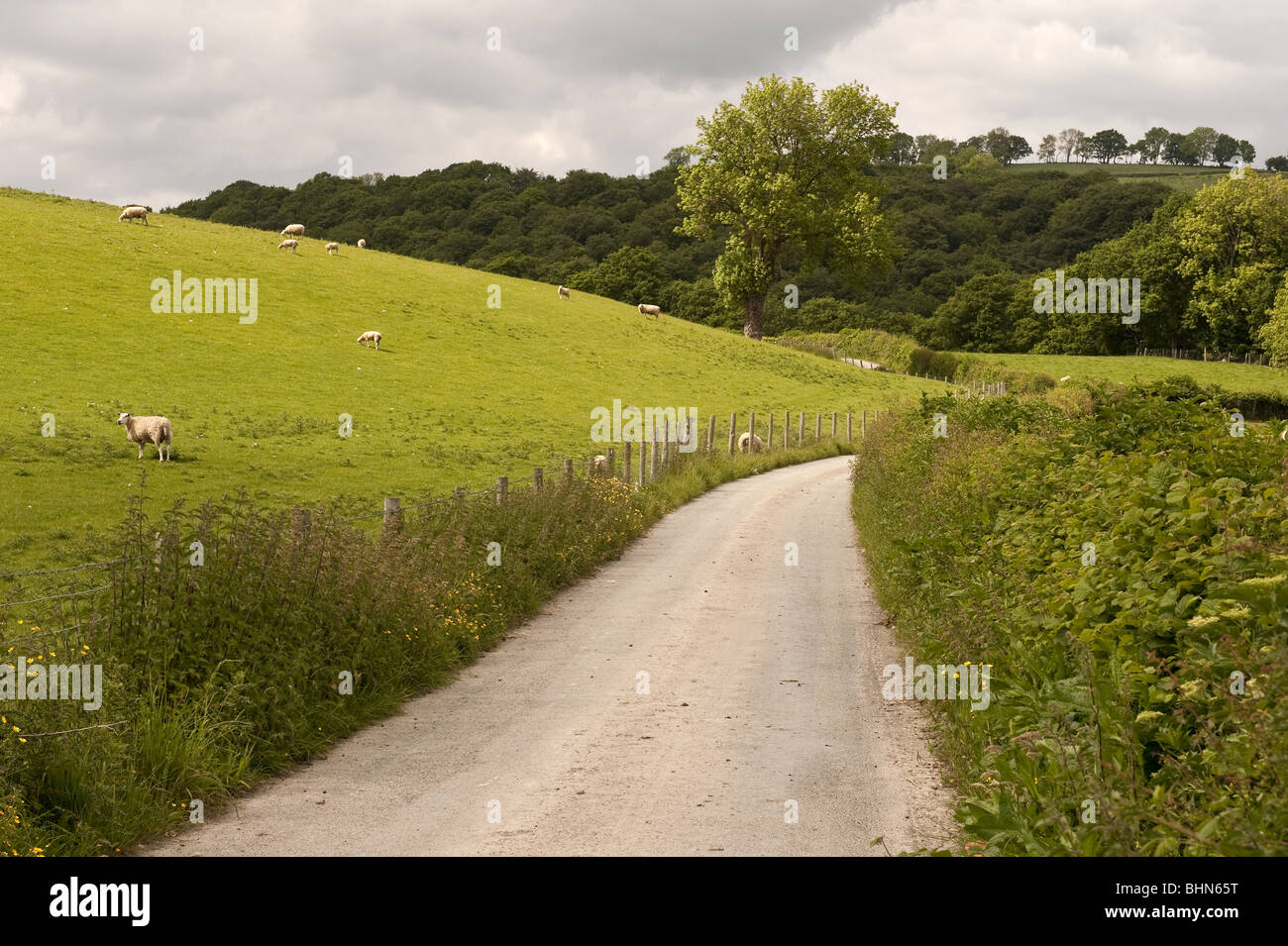 Avvolgimento Idilliaco paese lane delimitato da siepi in zone rurali località di campagna Foto Stock