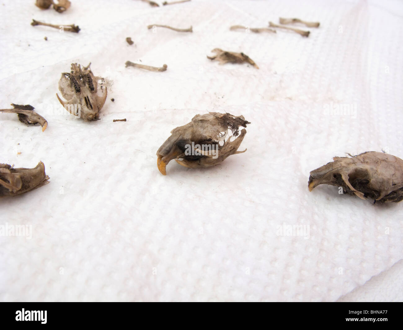 Bambini dissecare un gufo pellet per scoprire le ossa dei topi ecc. Stockwood Park, Luton, Bedfordshire, England, Regno Unito Foto Stock