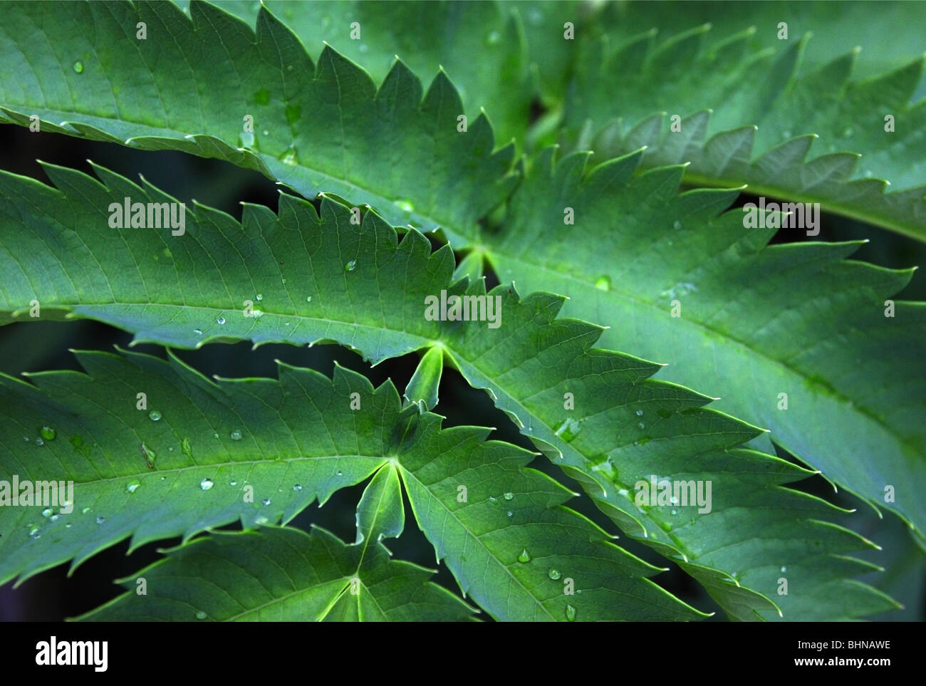 Melianthus principali Foto Stock