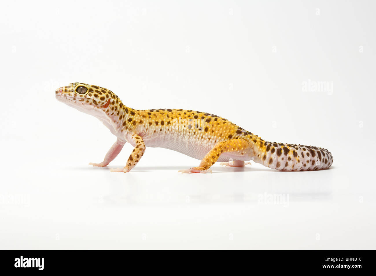 Leopard Gecko Eublepharus macularius, su sfondo bianco Foto Stock