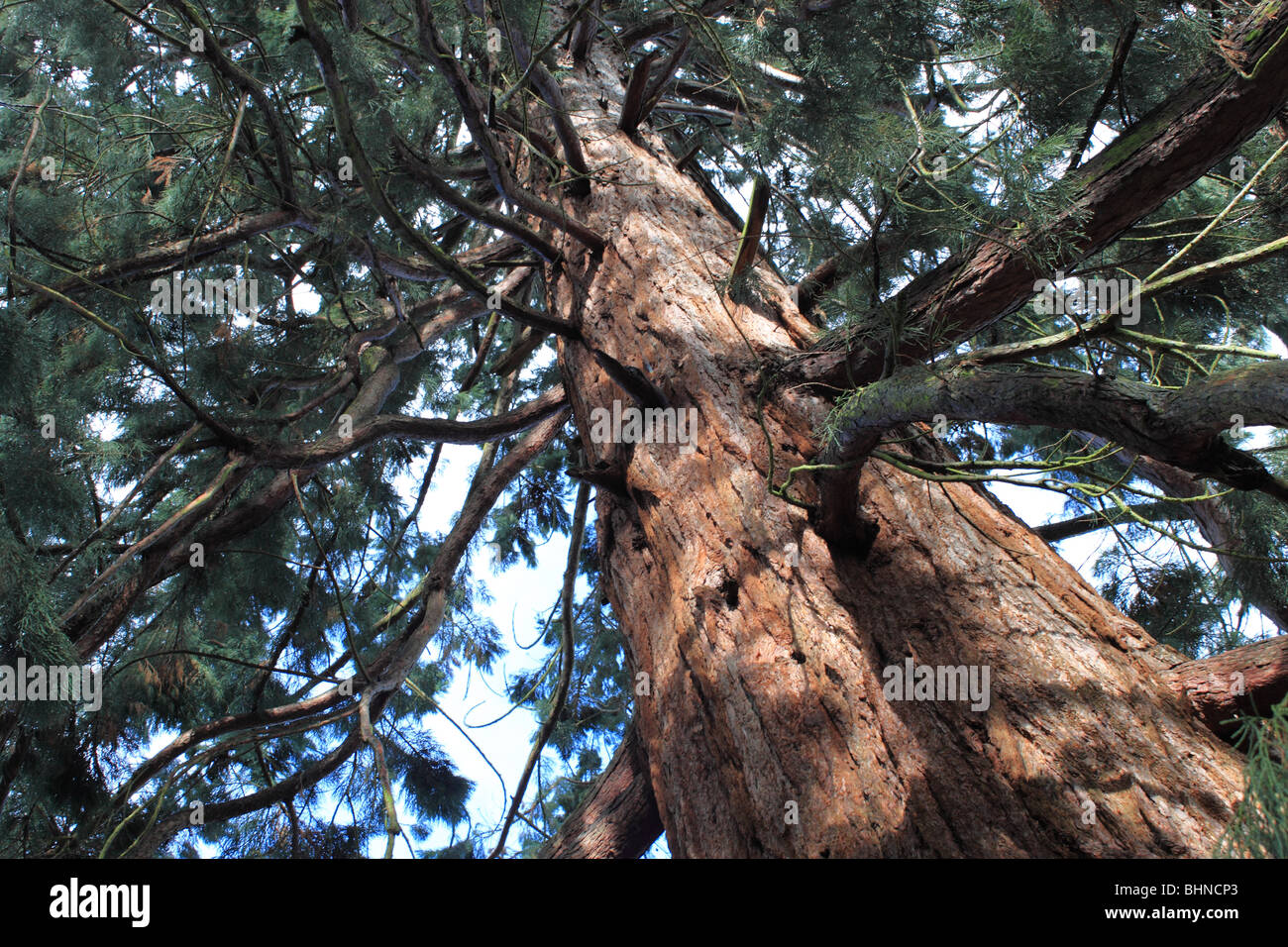 Sequoia gigante (Sequoiadendron giganteum) in Nord America impianto presso i Giardini della valle, Virginia Water, Windsor Great Park, Berkshire, Inghilterra, Regno Unito Foto Stock