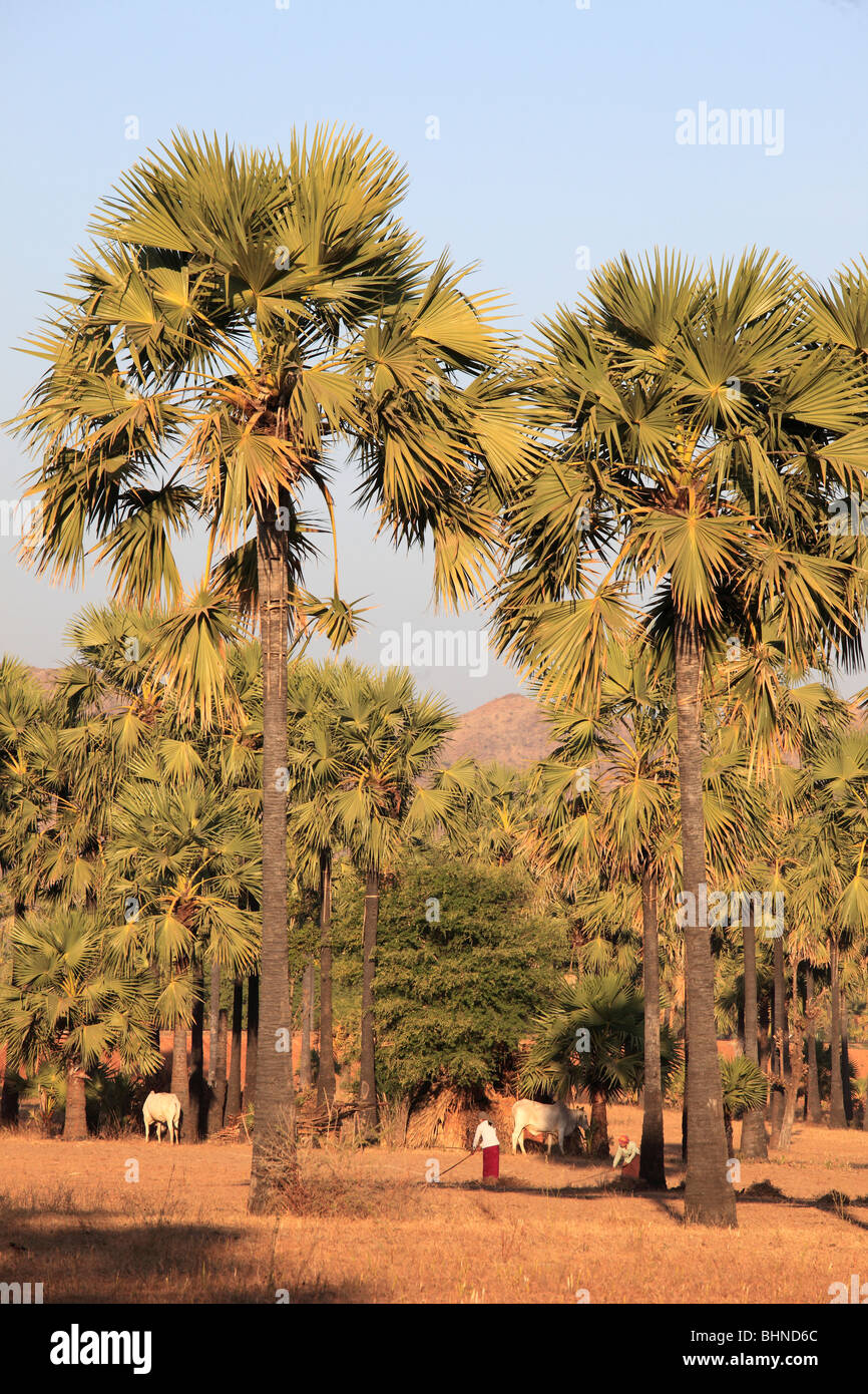 Myanmar Birmania, vicino a Bagan, zucchero palme, borassus flabellifer, Foto Stock