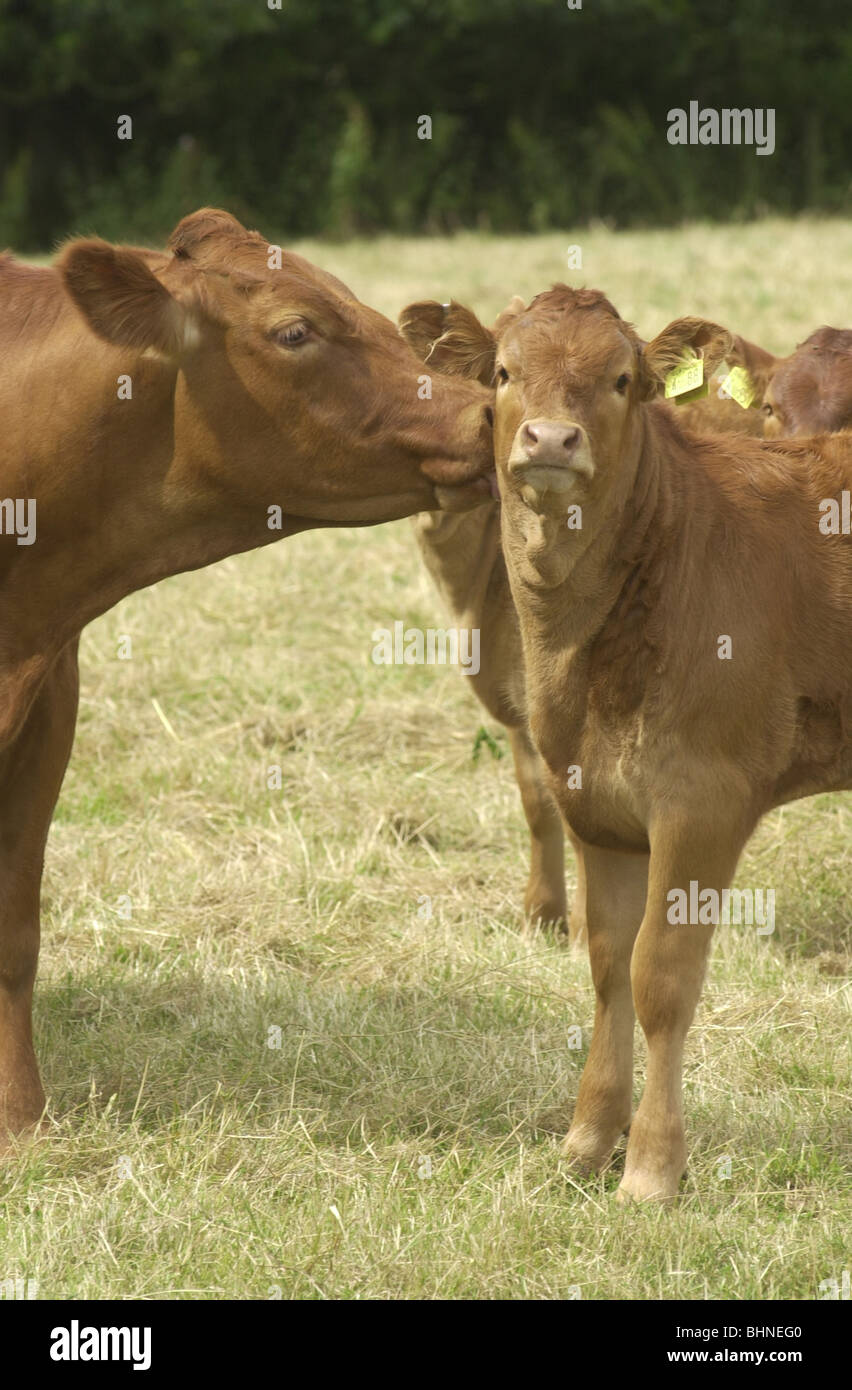 Mucca lo lecca il vitello in un campo vicino a Ampthill, Bedfordshire, Regno Unito Foto Stock