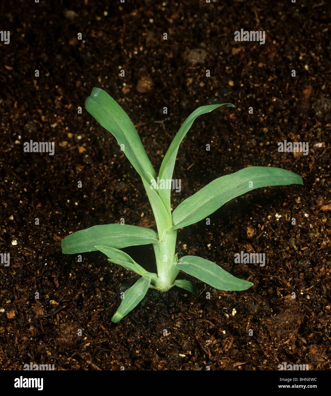 Erba poligonale a pipa (Eleusine indica) piantina di erba infestante Foto Stock