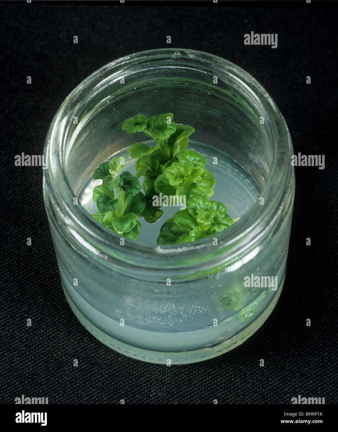 Giovani micropagated chrysathemums in un terreno agar terreno nutriente vasetto in vetro Foto Stock
