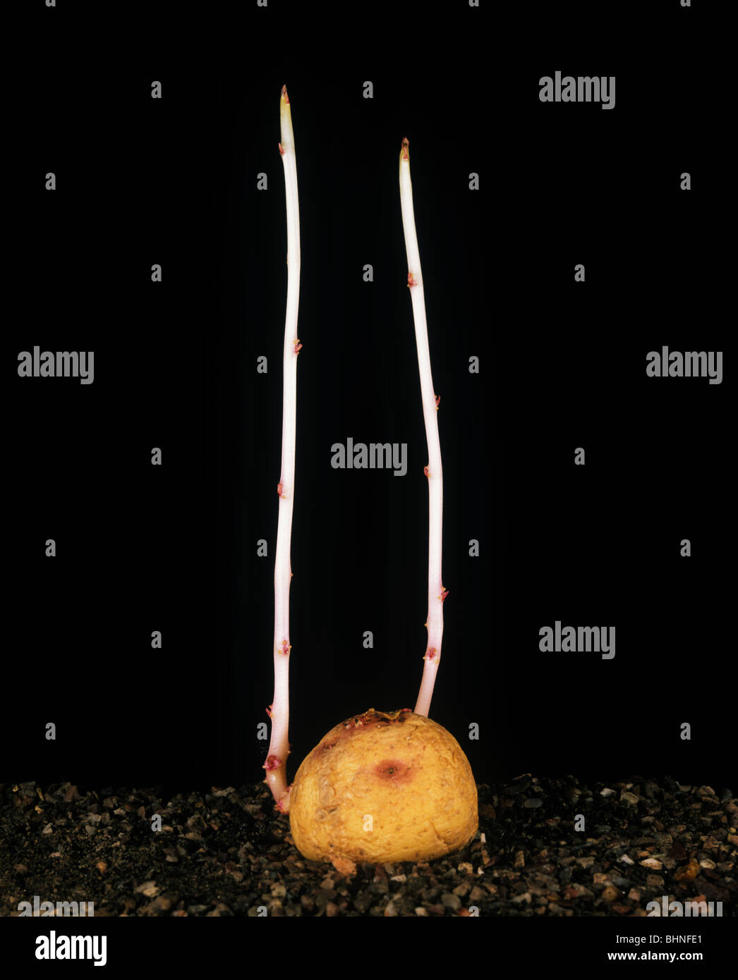Lunga etiolated turioni di un tubero di patata la germogliazione nel buio Foto Stock