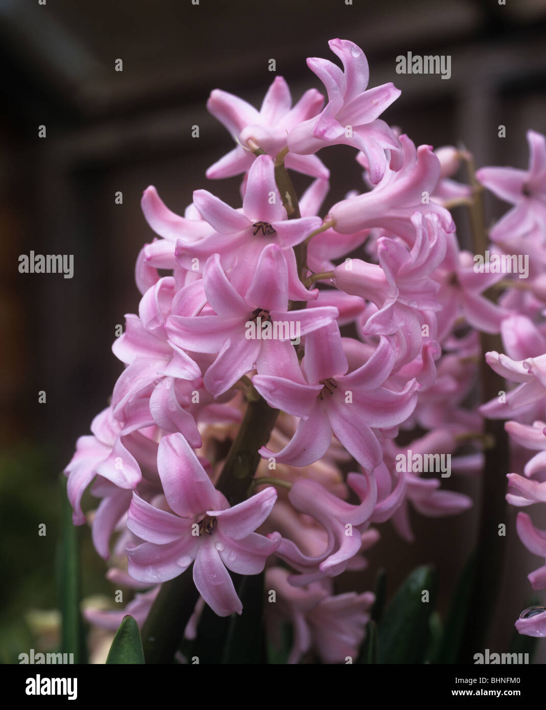 Giacinto rosa varietà " Lady derby' (Hyacinthus orientalis) in fiore Foto Stock