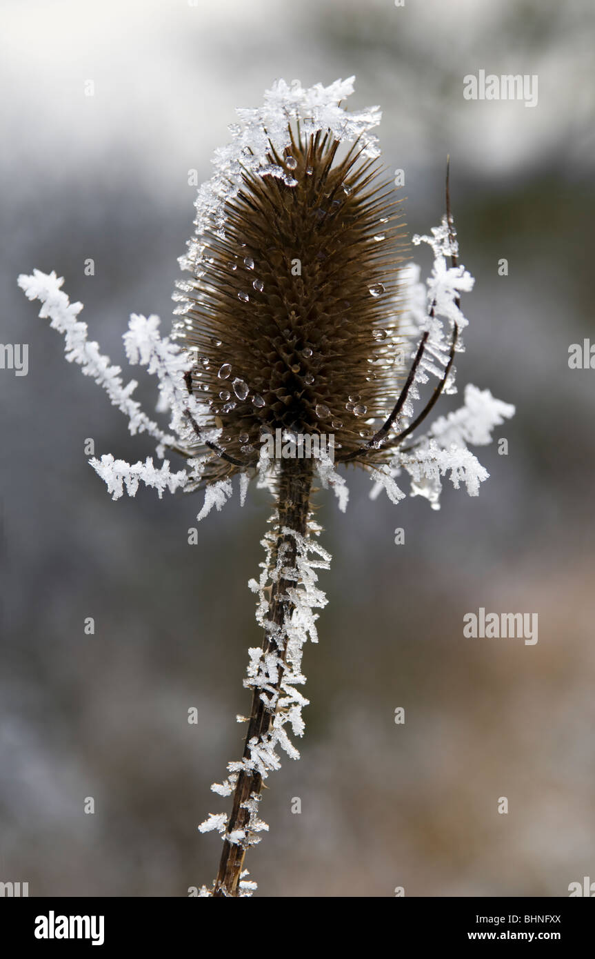 Scena invernale di singoli teasel coperto di brina trasformata per forte gradiente Foto Stock