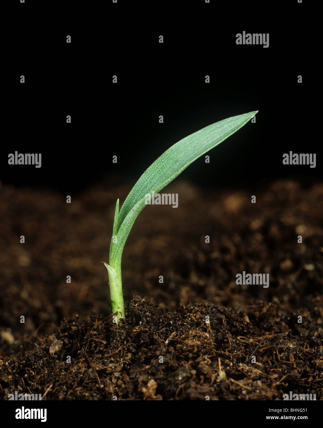 Coda di volpe giallo (Setaria glauca) piantina pianta di erba con un unico primo battente Foto Stock