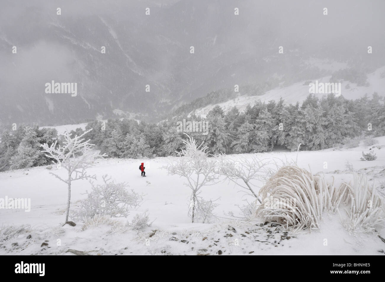 Escursioni con le racchette da neve sotto il Col de Tende, Mercantour Alpi, Francia Foto Stock