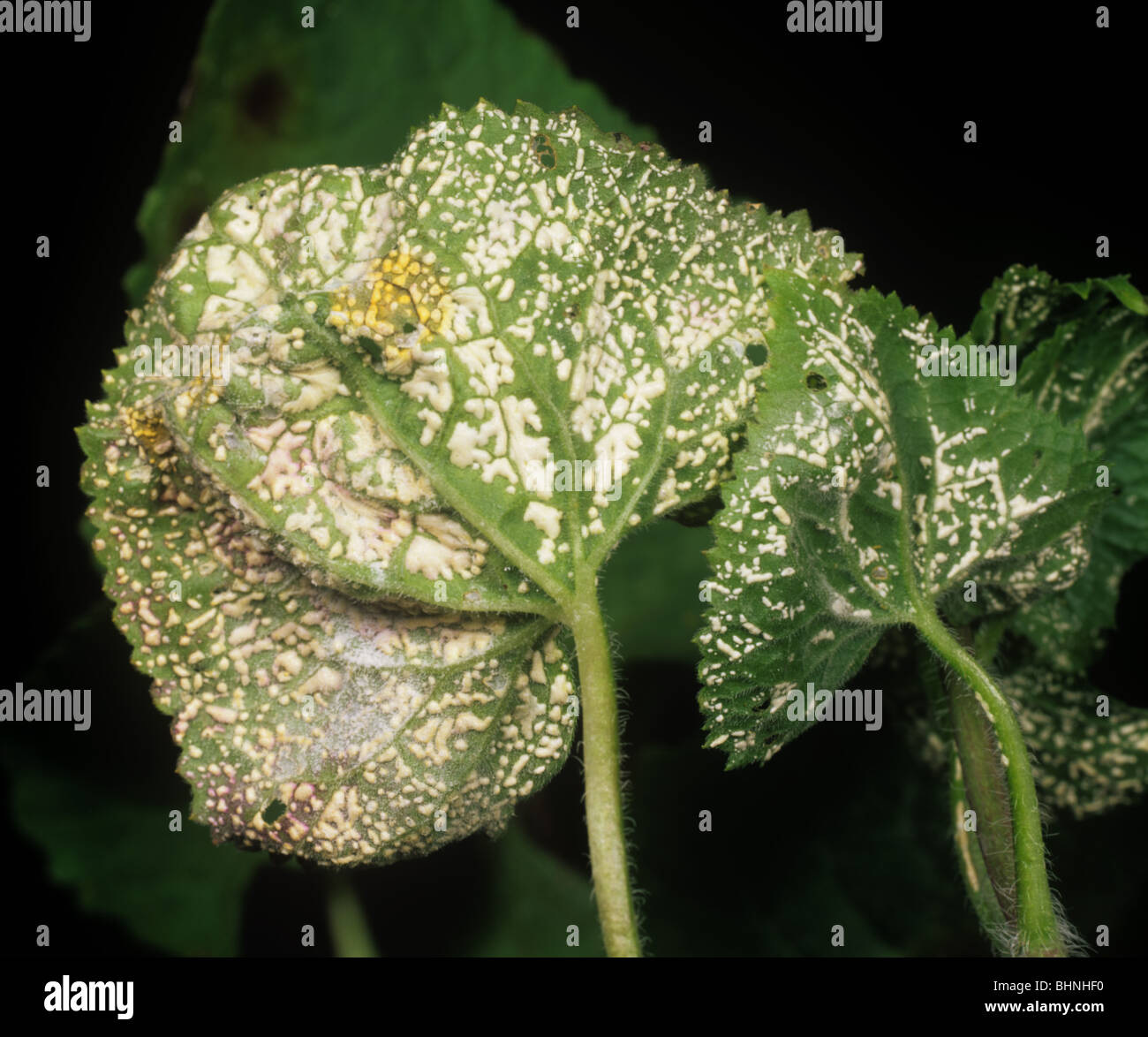 Ruggine bianca (Albugo candida) sulla onestà (Lunaria annua) foglie Foto Stock
