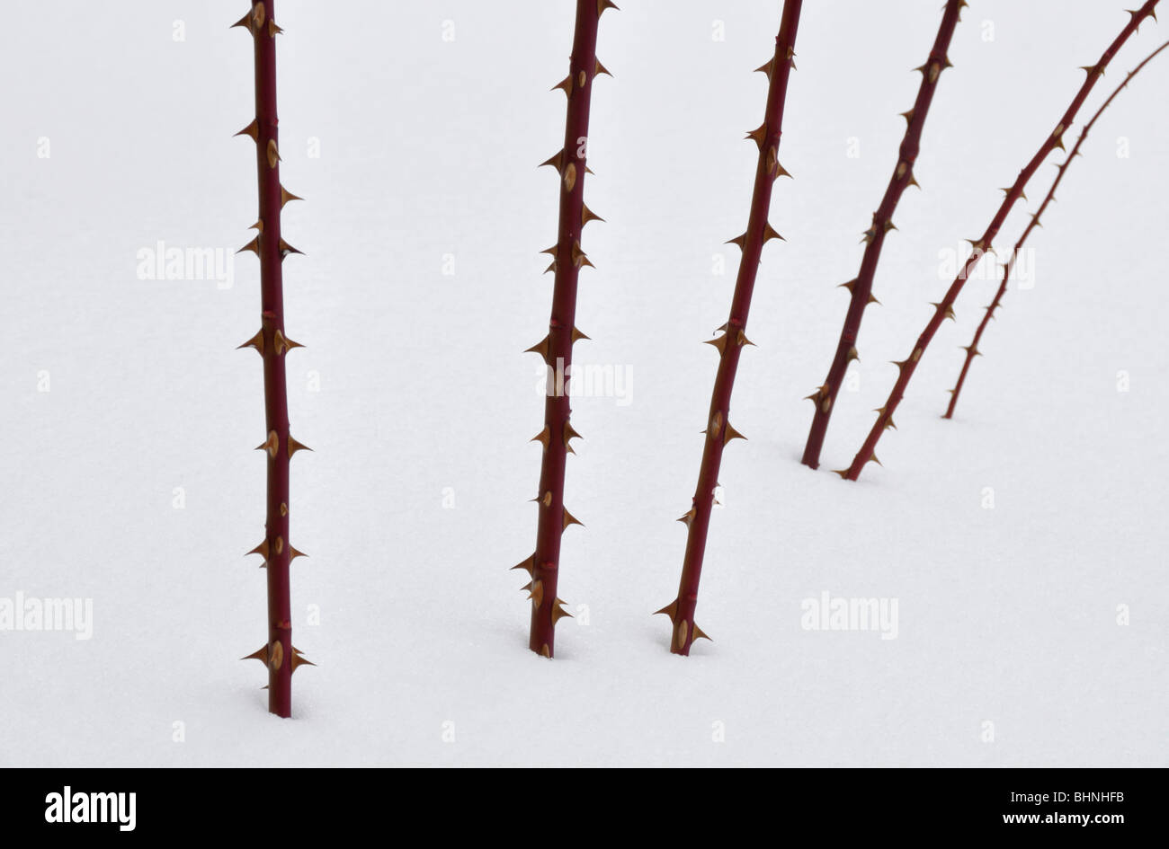 Spinosi steli di rose nella neve Foto Stock