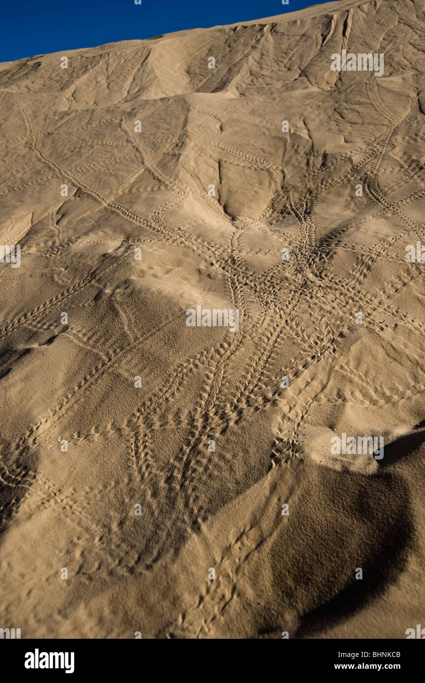 Impronte di uccelli nella duna di sabbia, il Deserto del Sahara, Mali, Africa occidentale Foto Stock