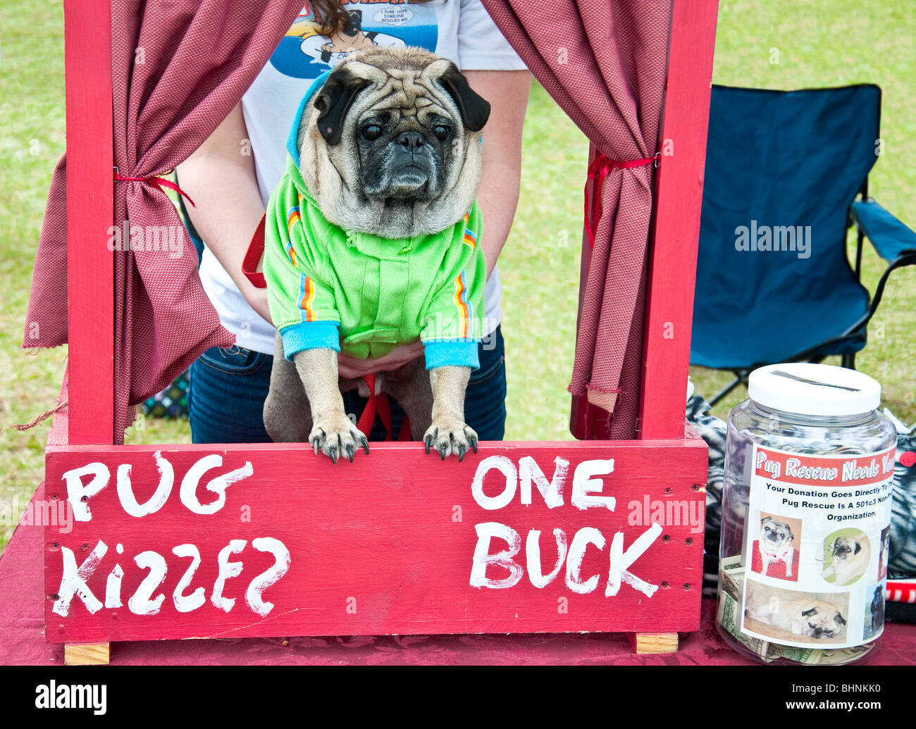 Dougie il Pug vende baci in uno stand presso il 2010 Lakewood Ranch Pug Parade, per raccogliere fondi per il Pug Rescue. Foto Stock