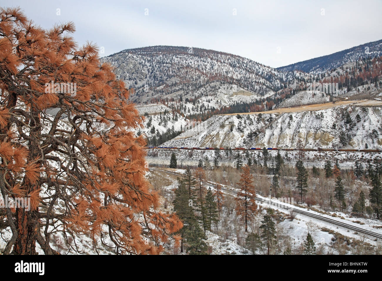 Dead Ponderosa Pine Trees infettati da mountain pine beetle, Thompson River regione nel nord di Spences Bridge, British Columbia Foto Stock