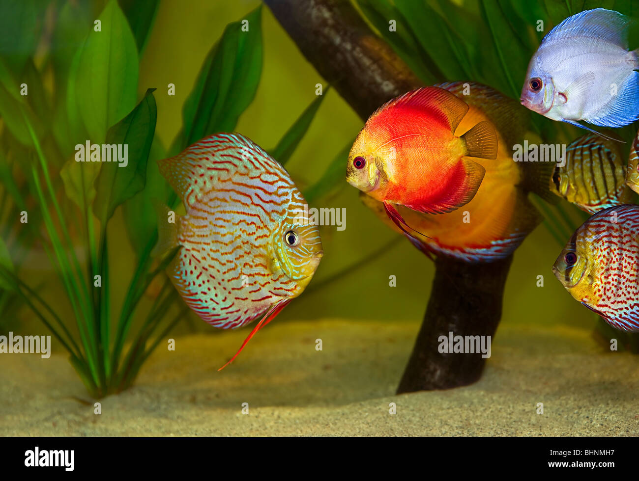 Acquario di pesci discus immagini e fotografie stock ad alta ...
