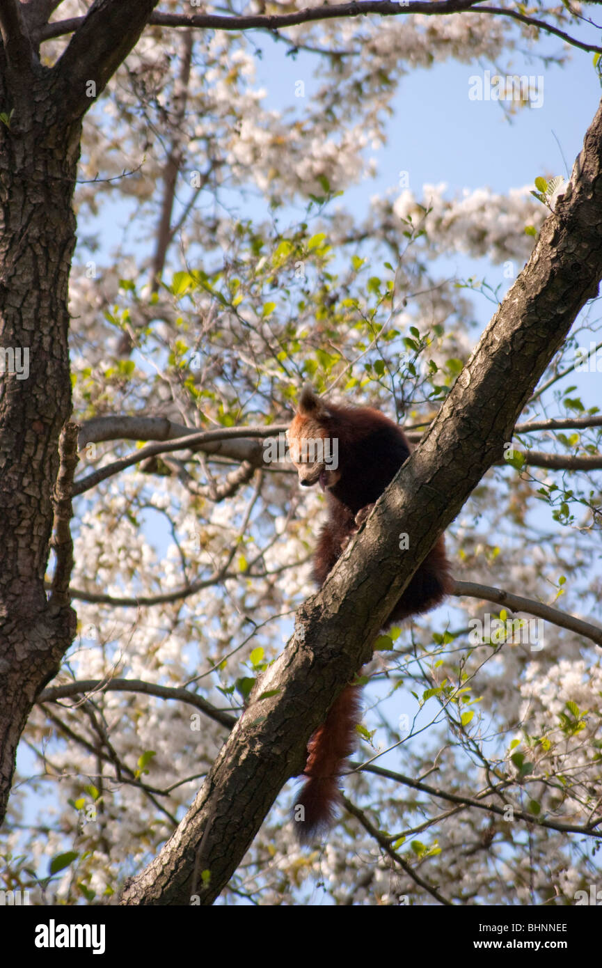 Panda rosso appeso a un albero Foto Stock