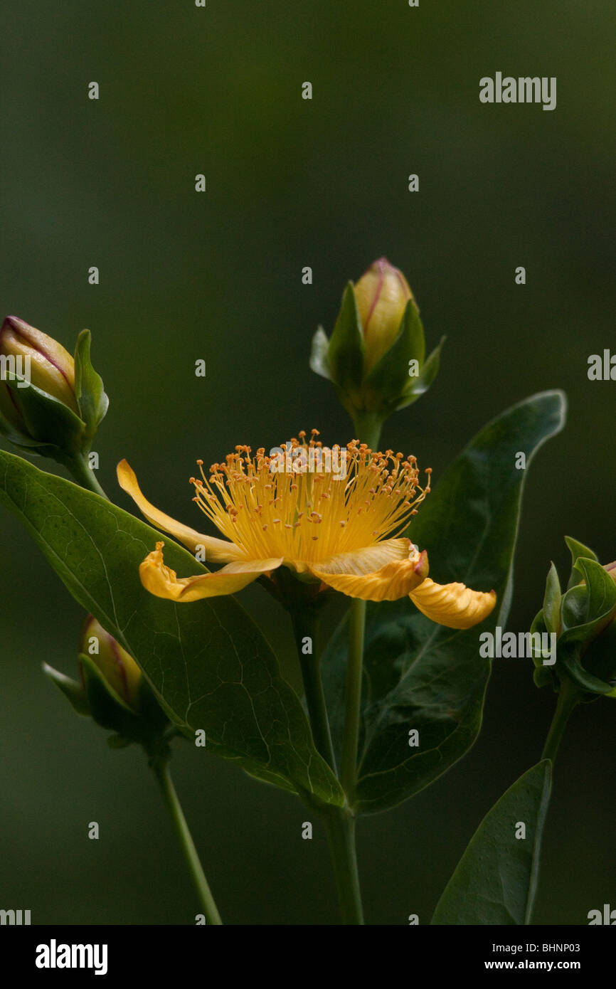 St Johnswort Foto Stock