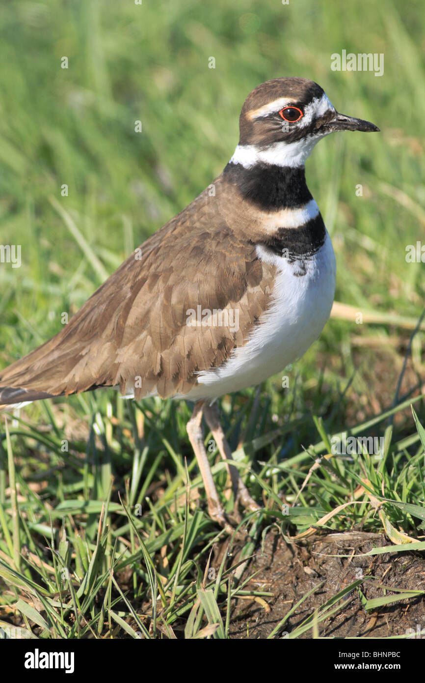 Killdeer in un campo di erba a Washington Foto Stock